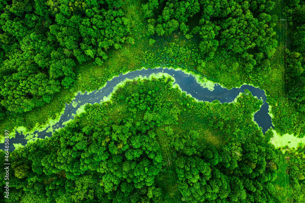 Wall mural amazing river and green forest in summer.