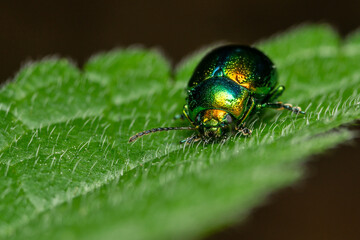 Macro photo of a green leaf beetle.