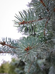 christmas branches