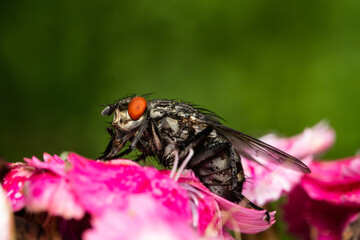 A really detailed photo of a housefly (Musca domestica), taken near Sofia, Bulgaria.
On a flower.