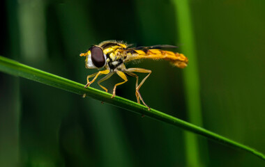 A detailed macro photo of a wasp.
Taken near Sofia, Bulgaria.