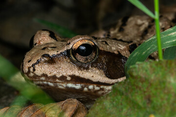 A brown river frog macro photo taken near Sofia, Bulgaria.
