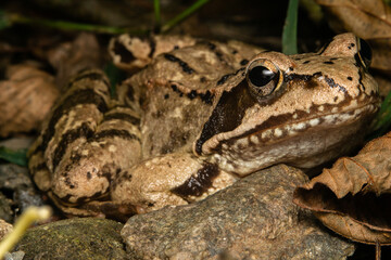 A brown river frog macro photo taken near Sofia, Bulgaria.