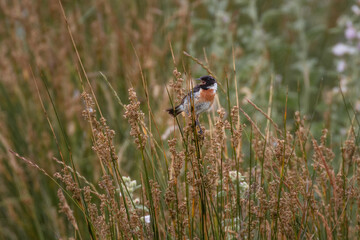 A male stonechat, small wild bird, perched on reeds