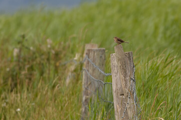 Meadow pipit, small bird, perched on fence post