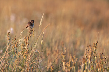 A male stonechat, small wild bird, perched on reeds