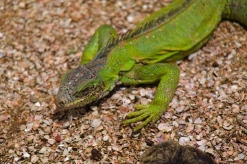 Green 'Iguana' lizard on shells