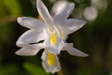 Flowering Chelonistele