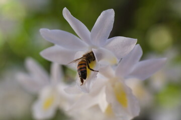 Fototapeta na wymiar Nectar seeking bee