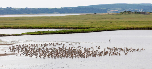 Flock of wading birds, Black tailed Godwit.