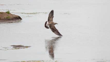 Juvenile gull in flight over lake