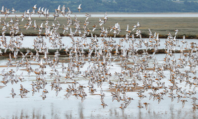 Flock of wild birds. Black tailed Godwit flock in flight