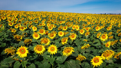 Obraz premium Aerial view of sunflower field in late summer.