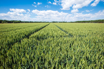Wheat is growing in the field ,The wheat fields are under the blue sky and white clouds