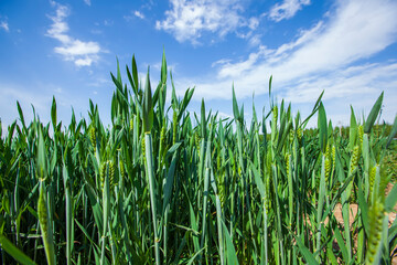 Wheat is growing in the field ,The wheat fields are under the blue sky and white clouds
