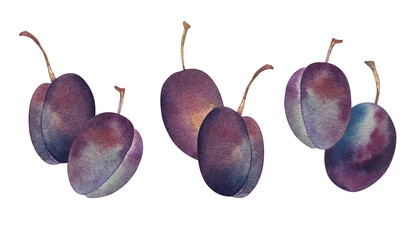 Watercolor purple ripe plums set, isolated illustration on white background. Food, summer season berry. For packaging juices, textiles, kitchens, wear. Logo design.