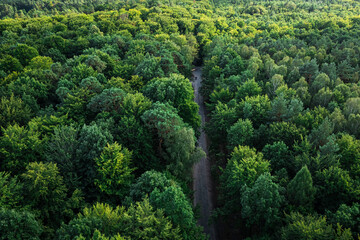 Fototapeta na wymiar Aerial view of green forest. Summer rainforest in Poland