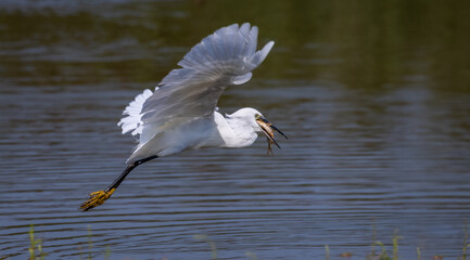 Little egret in flight with large fish in its beak