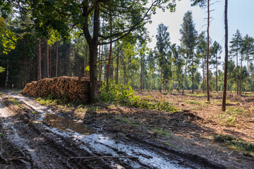 Coniferous forest in which dry trees are infested with bark beetles. The sky is blue. The road is muddy