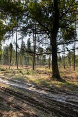 Coniferous forest in which dry trees are infested with bark beetles. The sky is blue. The road is muddy