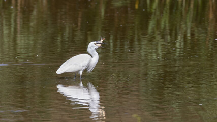 Little egret with large fish in its beak