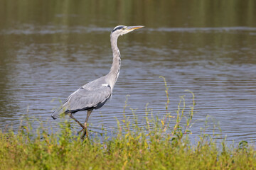 Grey heron portrait
