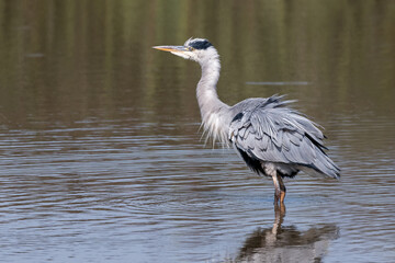 Grey heron portrait