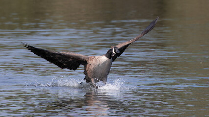 Canada goose landing on water