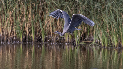 Grey heron in flight