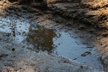 Coniferous forest in which dry trees are infested with bark beetles. The sky is blue. The road is muddy