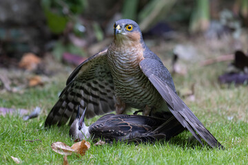 Sparrowhawk with its prey