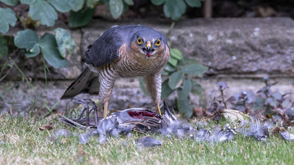 Sparrowhawk with its prey