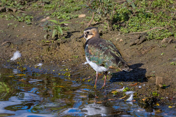 A colourful lapwing bird standing on river bank
