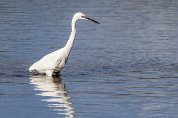 Little egret standing in water