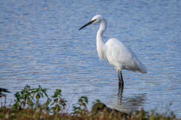 Little egret standing in water