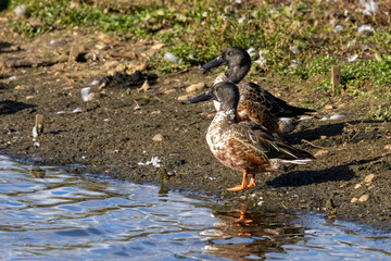 A pair of shoveller birds