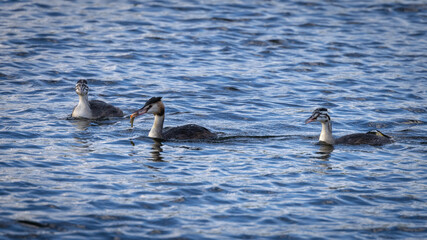 Great crested grebe feeding chick with fish