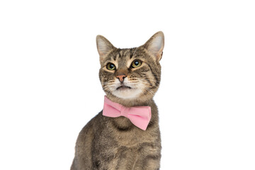 bored metis cat posing with a pink bowtie at neck © Viorel Sima