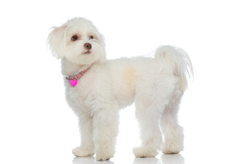 cute little bichon puppy looking to side and standing in a side view position