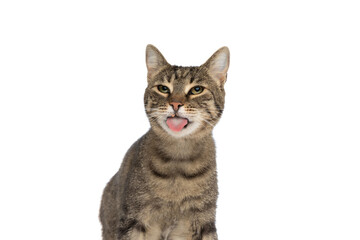 metis cat mocking someone and sticking her tongue out