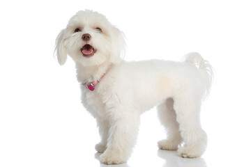 happy small bichon puppy sticking out tongue and looking up