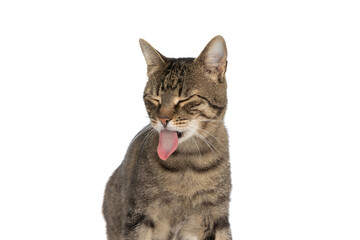 metis cat feeling disgusted and sticking her tongue out