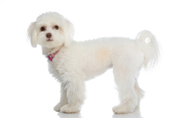side view of sweet small bichon pup with pink collar standing in studio