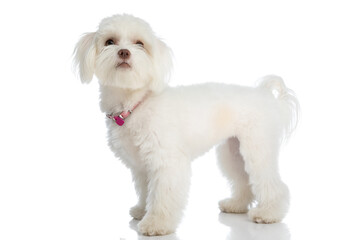 curious little bichon puppy wearing pink collar and looking up