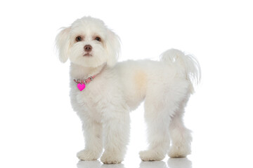 side view of precious little bichon puppy wearing pink collar and standing