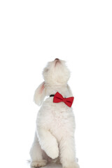 playful little bichon puppy wearing red bowtie and looking up
