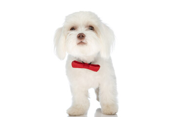 lovely bichon puppy wearing red bowtie and looking up