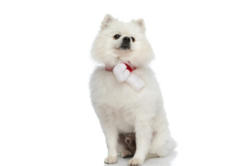 little pomeranian dog wearing a christmas scarf at neck