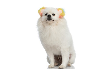 sweet pomeranian dog proudly wearing his coloured headphones