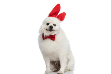 adorable pomeranian dog sitting and wearing his bunny ears